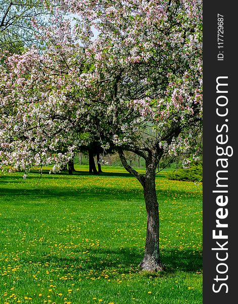 Tree, Blossom, Spring, Flora
