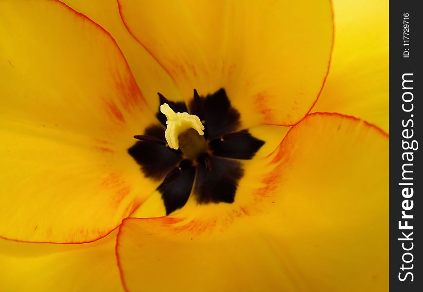 Flower, Yellow, Close Up, Orange