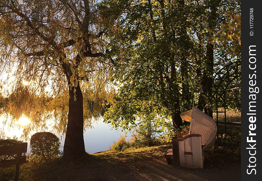 Tree, Nature, Woody Plant, Grove