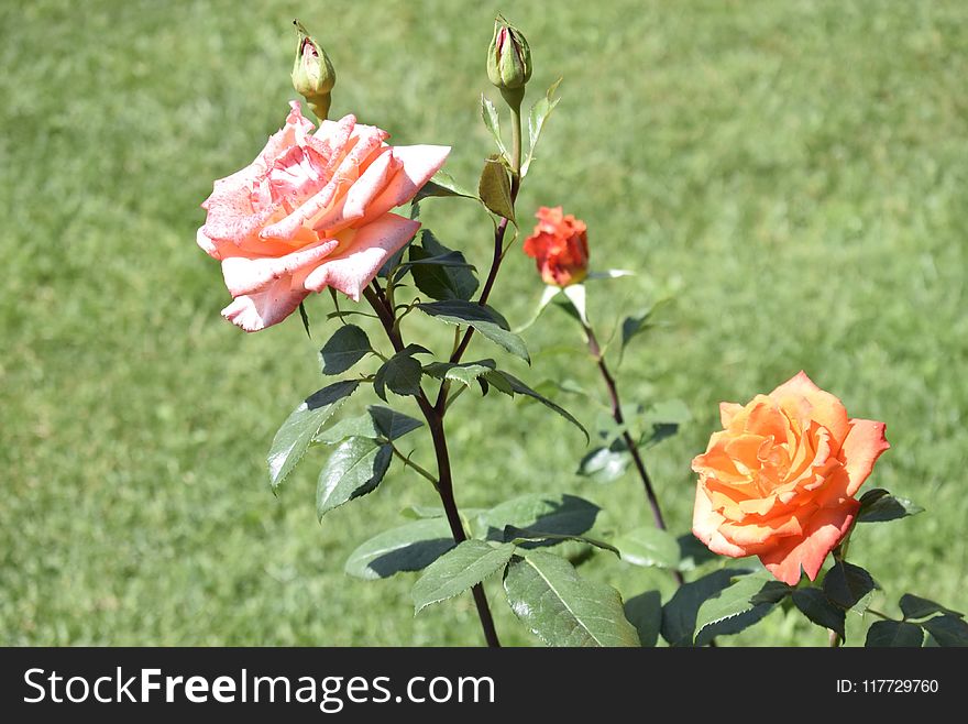 Flower, Rose Family, Rose, Plant