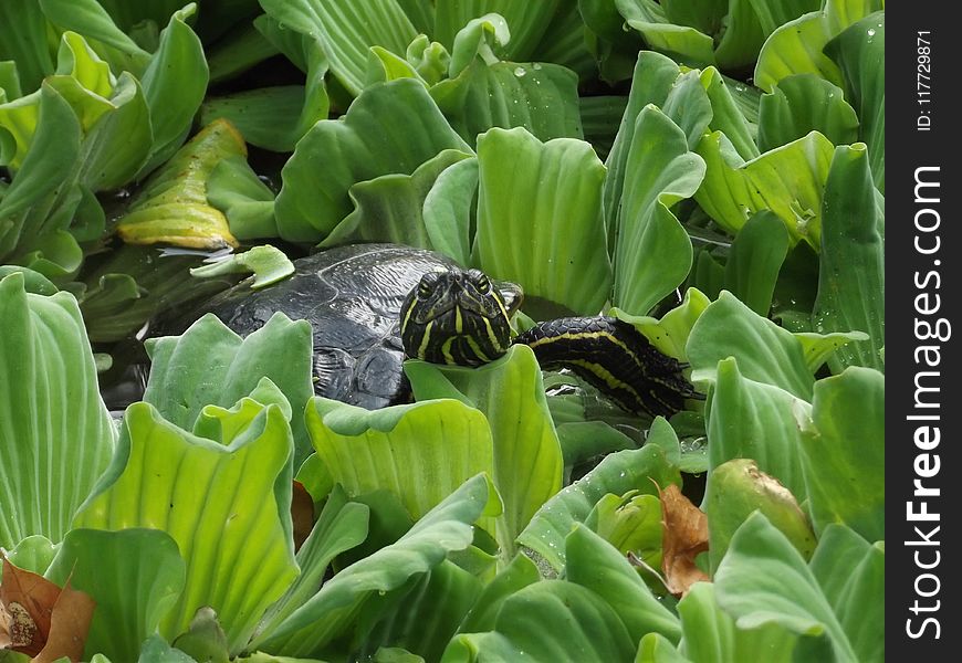 Plant, Leaf, Vegetation, Flora