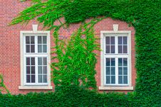 Brick Building Wall, Covered With Thickets Of Vines, Two Windows Royalty Free Stock Image