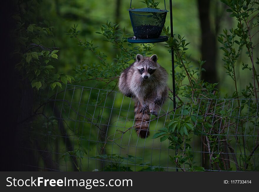 Racoon at a bird feeder in the night