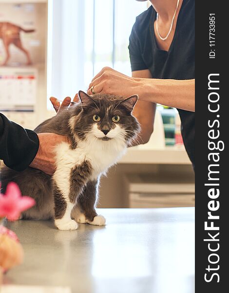 The doctor injects a cat in a veterinary clinic.