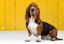 Dog Royalty Free Stock Photo Dog Royalty Free Stock Photo