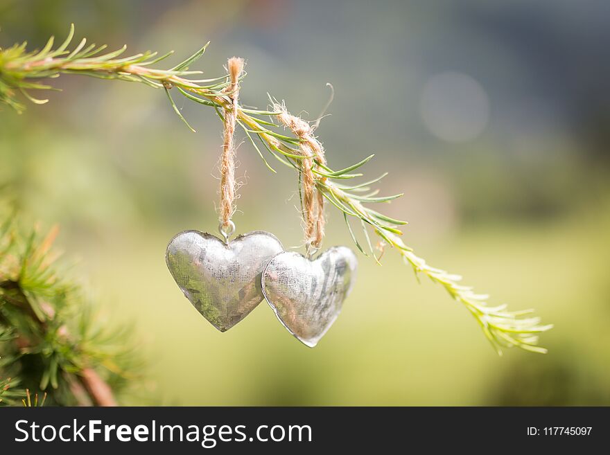 There are two small metal hearts hanging on a green conifer branch on a brown string with the garden in the background