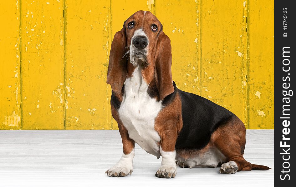 Dog basset hound hound sitting pets white cute