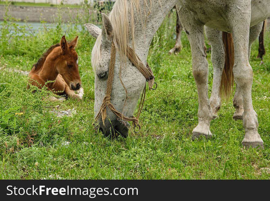 Young Foal With His Mom In The Meadow