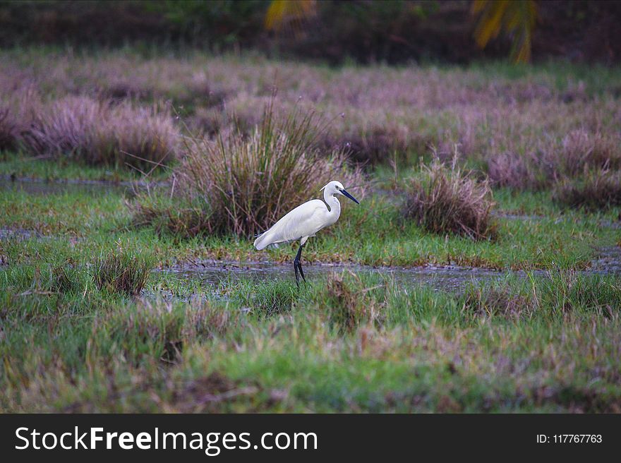 Shallow Photography Of Great Egret