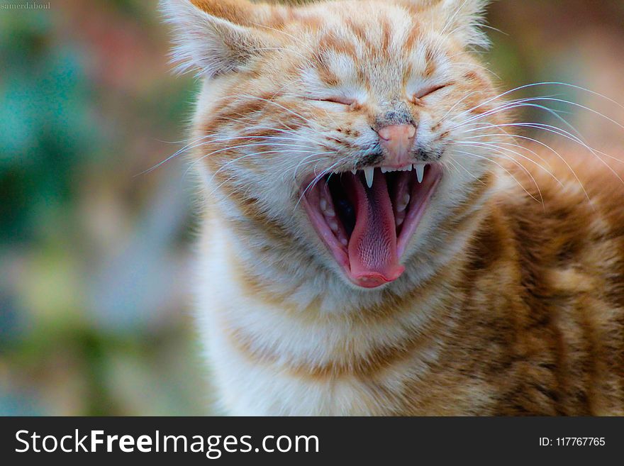 Selective Focus Photography of Yawning Orange Tabby Cat