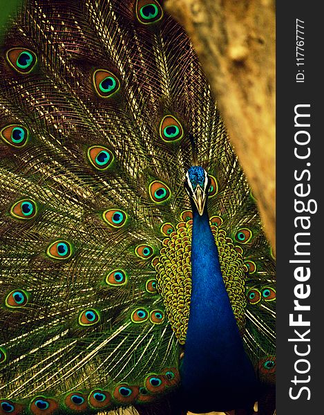 Blue and Green Peafowl