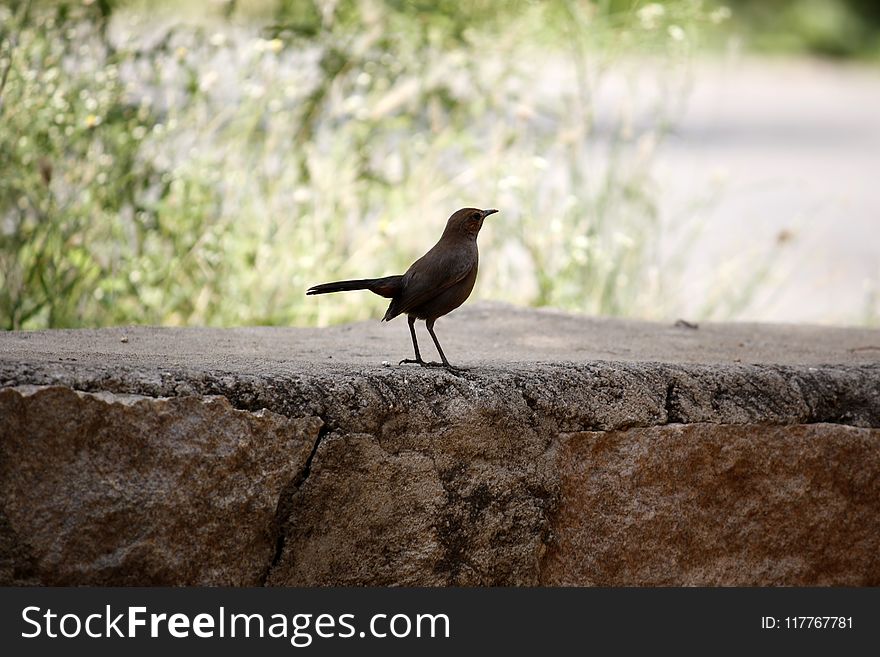 Black Bird On Stone Surface