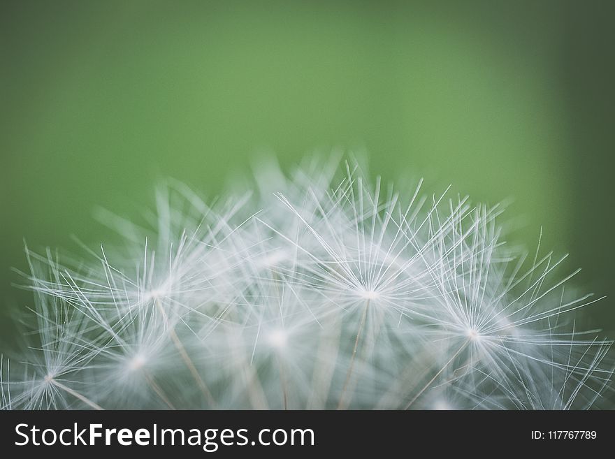 Focus Photography of Withered Dandelion