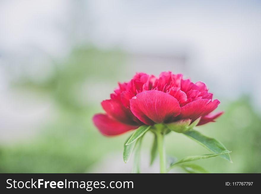 Shallow Focus Photography Red Petaled Flower