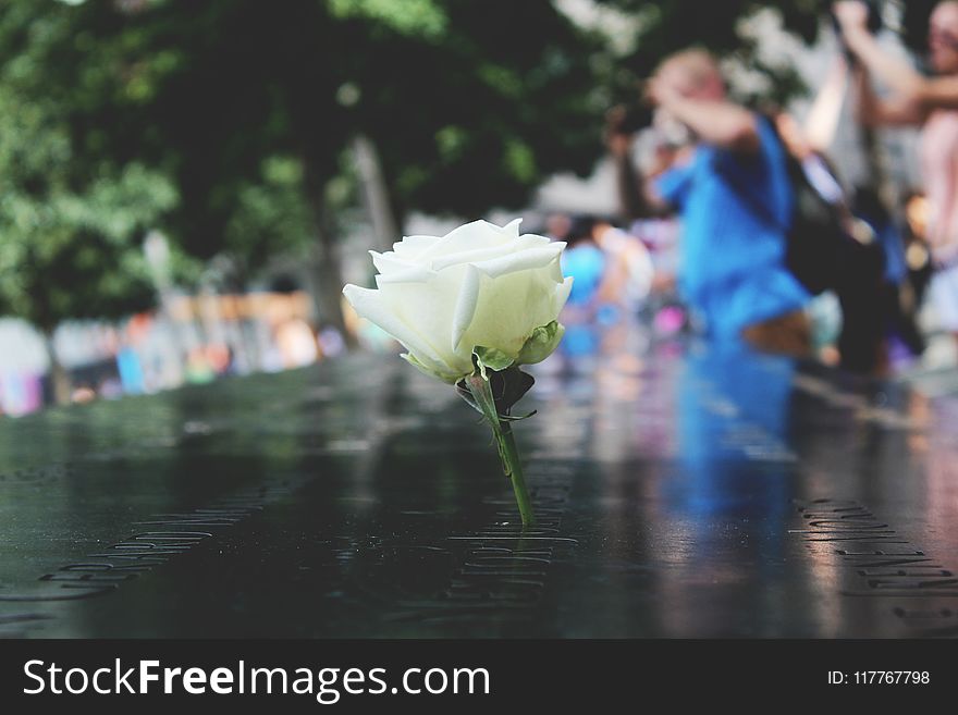 Selective Focus Photo of Wise Rose on Black Surface