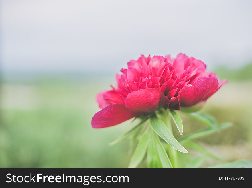 Shallow Focus Photo Of Pink Flower