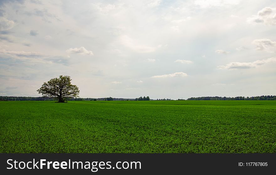 Photography Of Tree In A Field