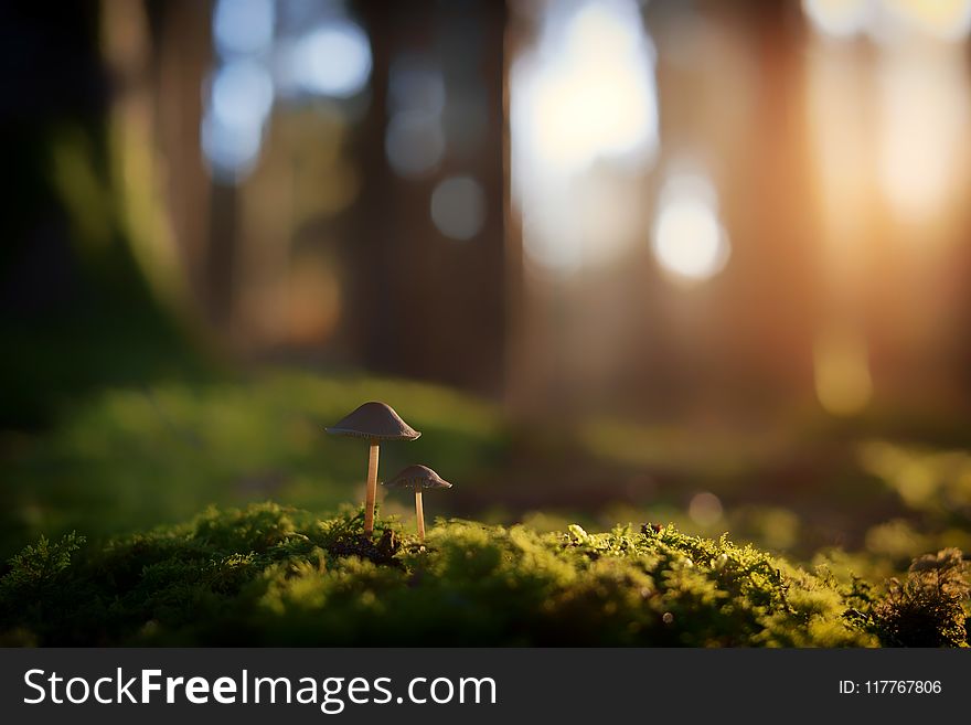 Shallow Focus Photography Of Brown Mushrooms