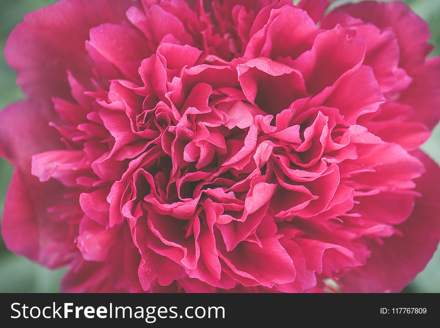 Close Up Photo of Pink Petaled Flower