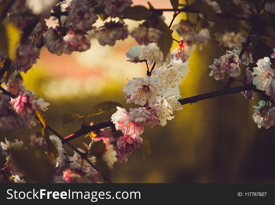 Selective Focus Photography Of White Petaled Flower