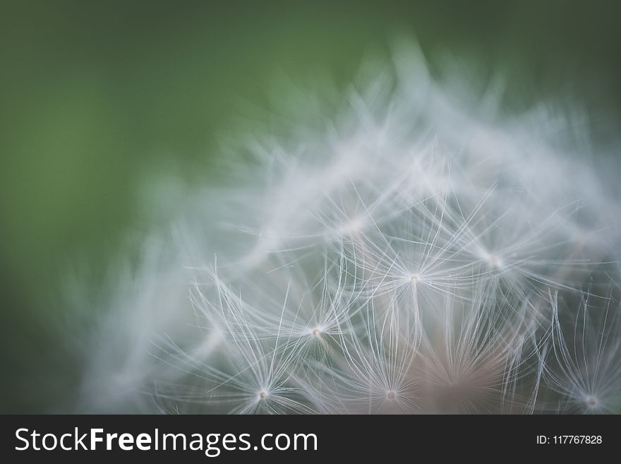 Shallow Focus Photography Of White Petaled Flower