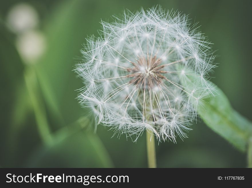 Shallow Focus Photography of White Dandelion Flower