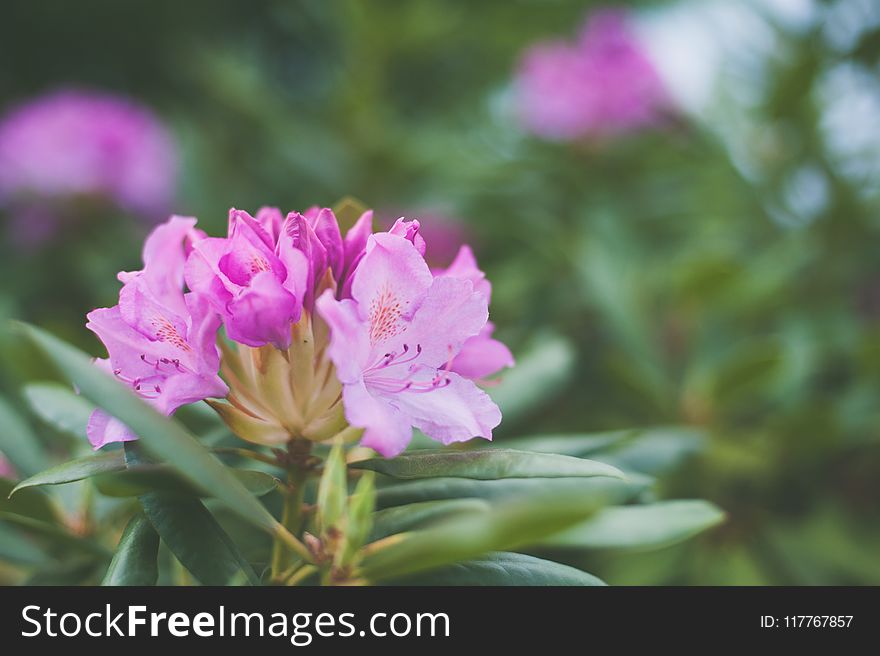 Shallow Focus Photography of Pink Petaled Flowers