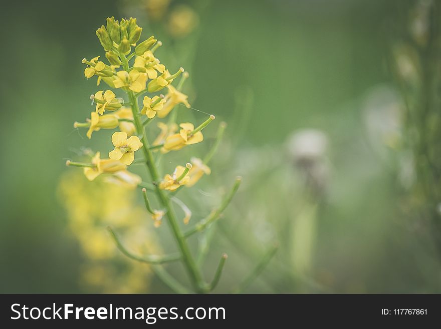 Close-up Photo Of Yellow Petaled Flower