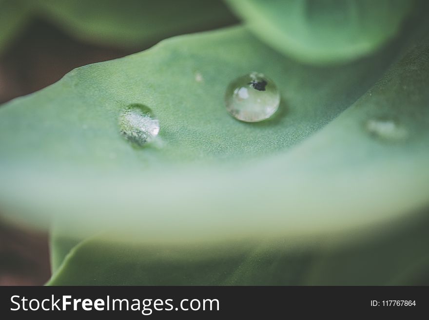 Macro Photography Of Water Droplet On Green Leaf