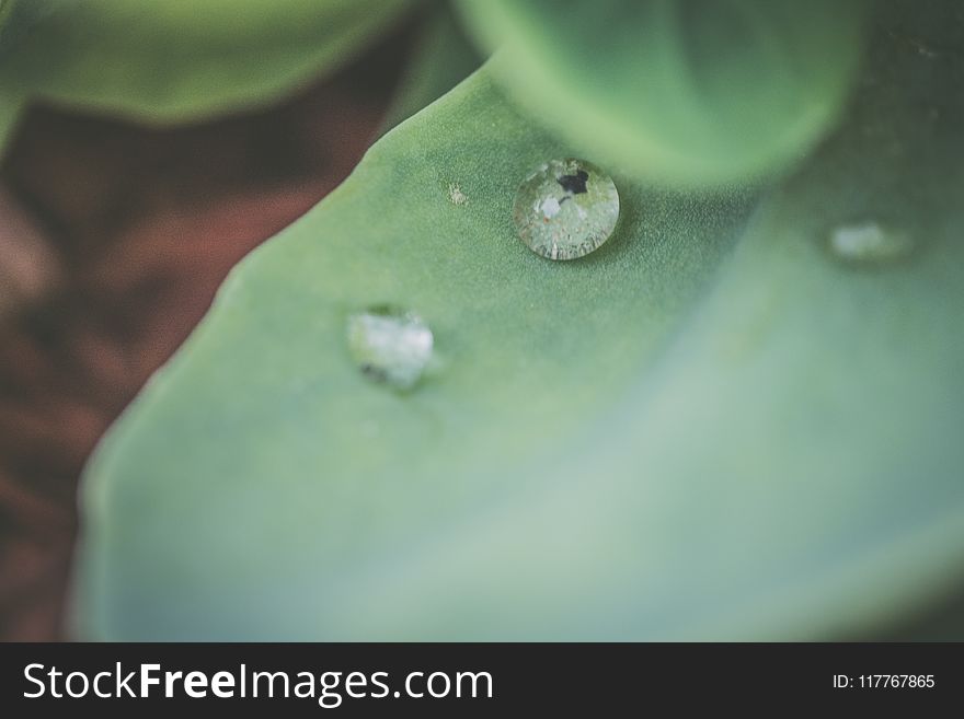Macro Photography on Green Leaf With Dew Drops