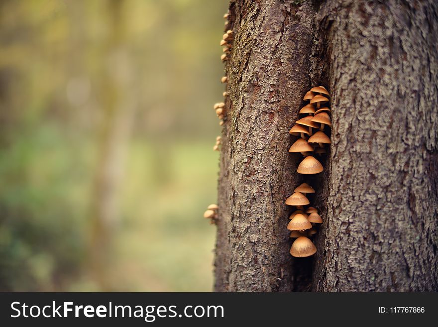 Closeup Photo Of Mushrooms On Tree Trunk
