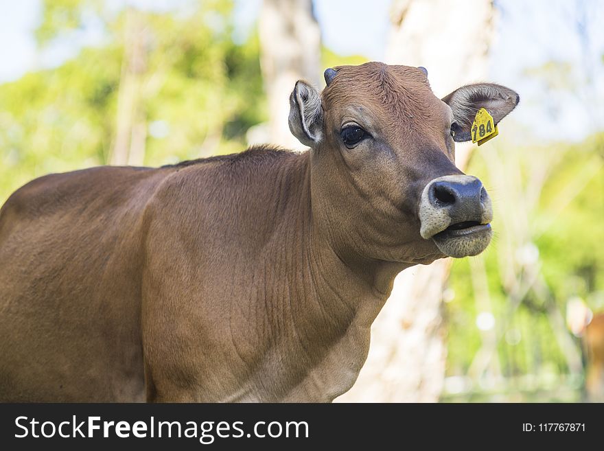 Brown Calf