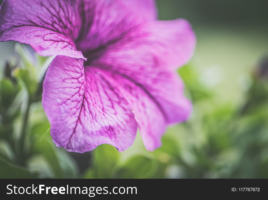 Photography Of Shallow Focus Purple Flowers