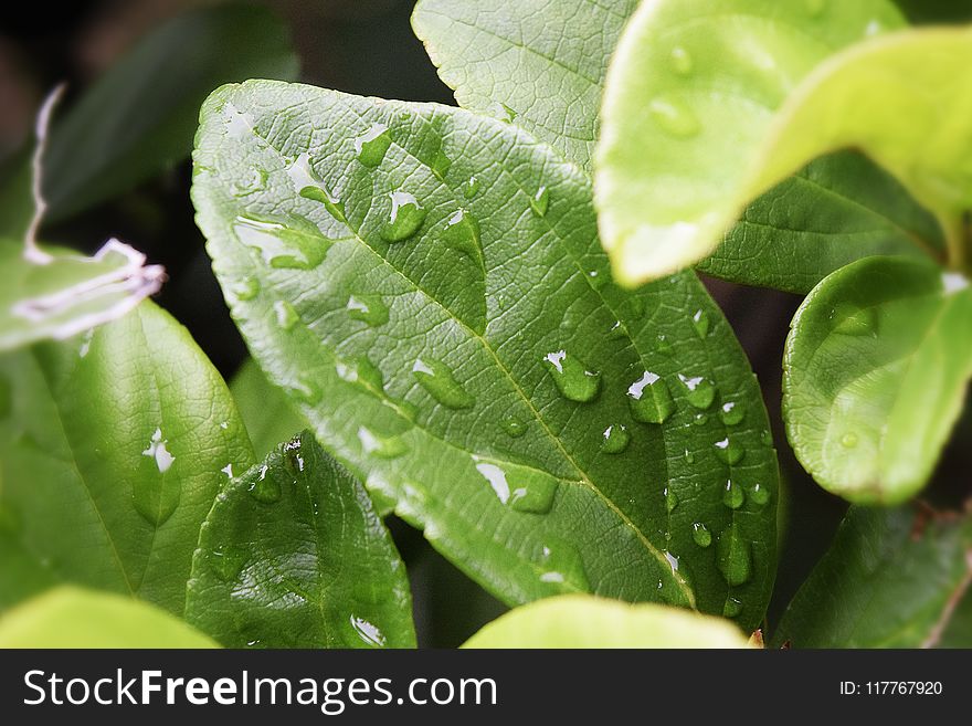 Green Leaves With Water Droplets