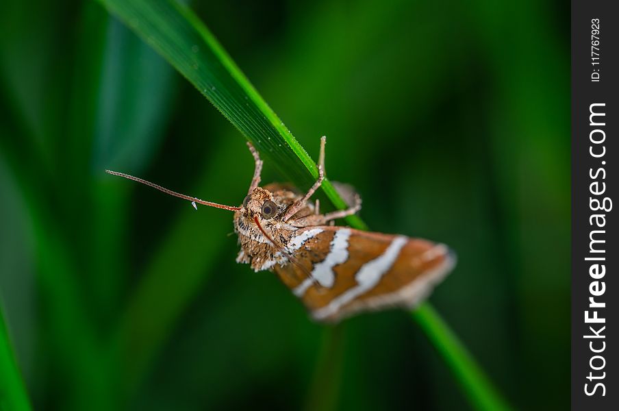 Macro Photography of Moth