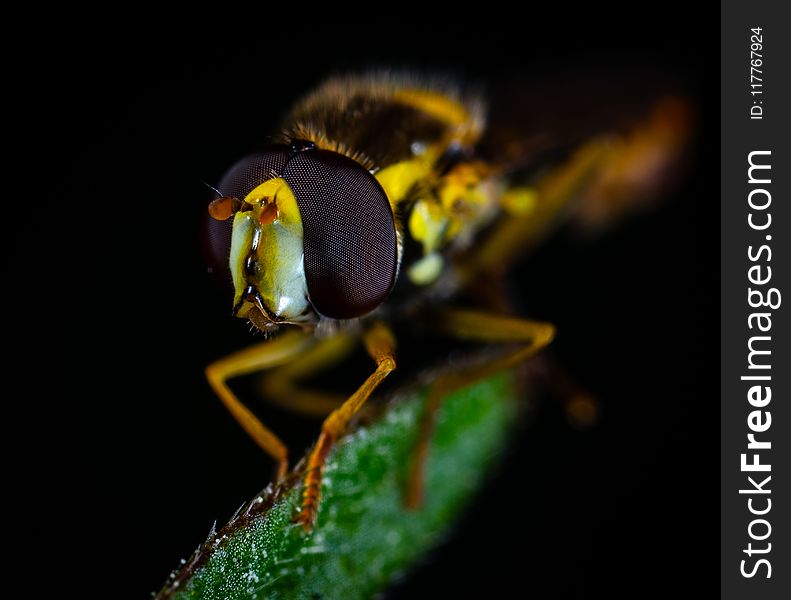 Macro Photography of Brown Fly Perched on Green Leaf