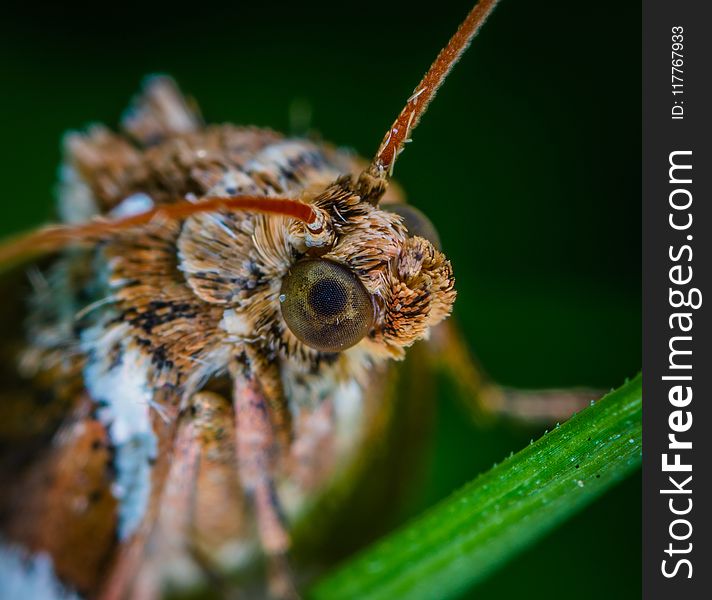 Macro Photo Of Brown Moth