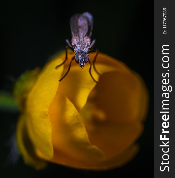 Macro Photo Of Black Lacewing Perched On Yellow Flower
