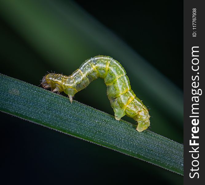 Shallow Focus Photography of Green Caterpillar on Green Leaf