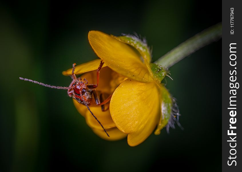 Close Up Photo of Red Insect on Yellow Petaled Flower