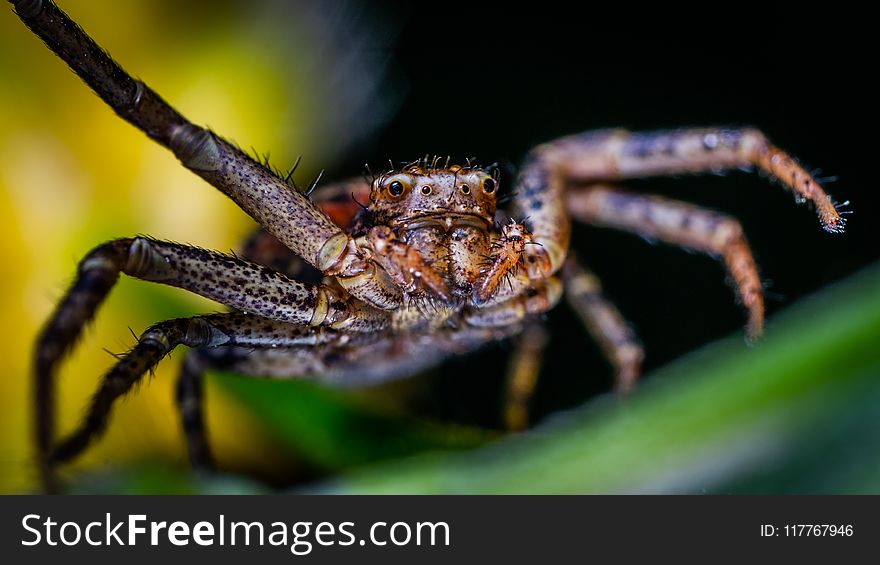 Selective Focus Photography Of Brown Spider