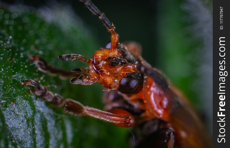 Close-up Photo Of Insect