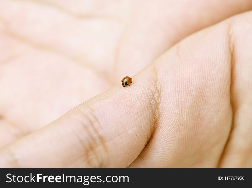 Small Brown Beetle On Hand
