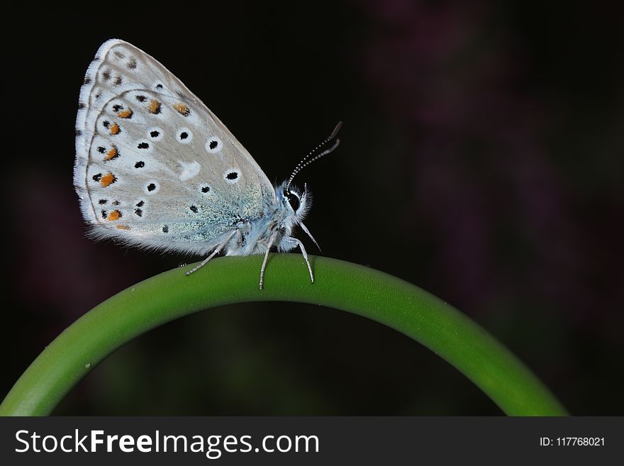 Common Blue Butterfly Perching on Green Stem in Close-up Photography