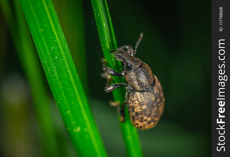 Brown Insect