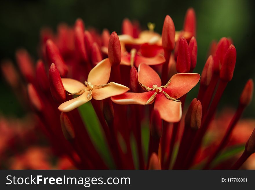 Photo of Red Petaled Flowers
