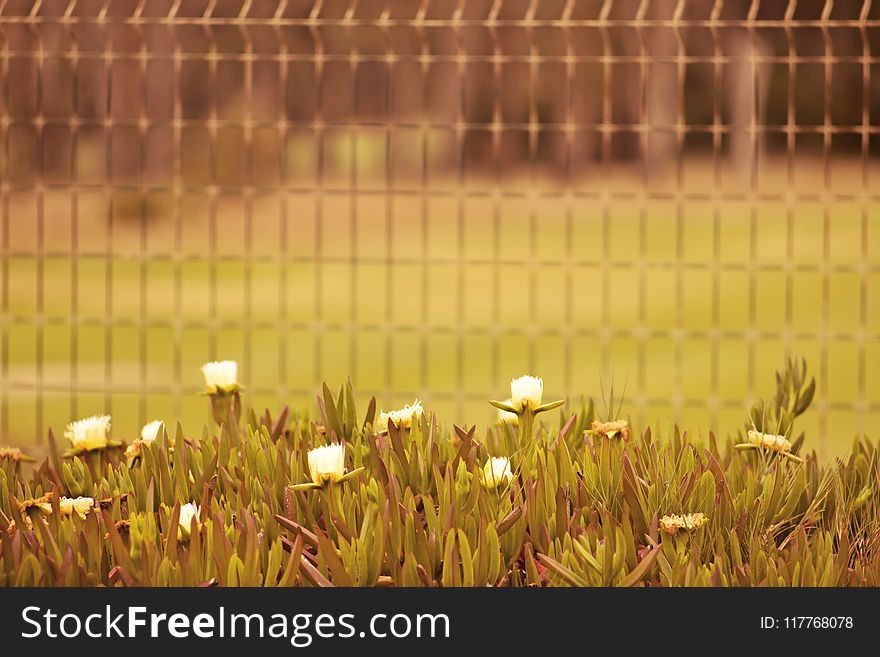 Selective Focus Photo of White Flowers Near Fence