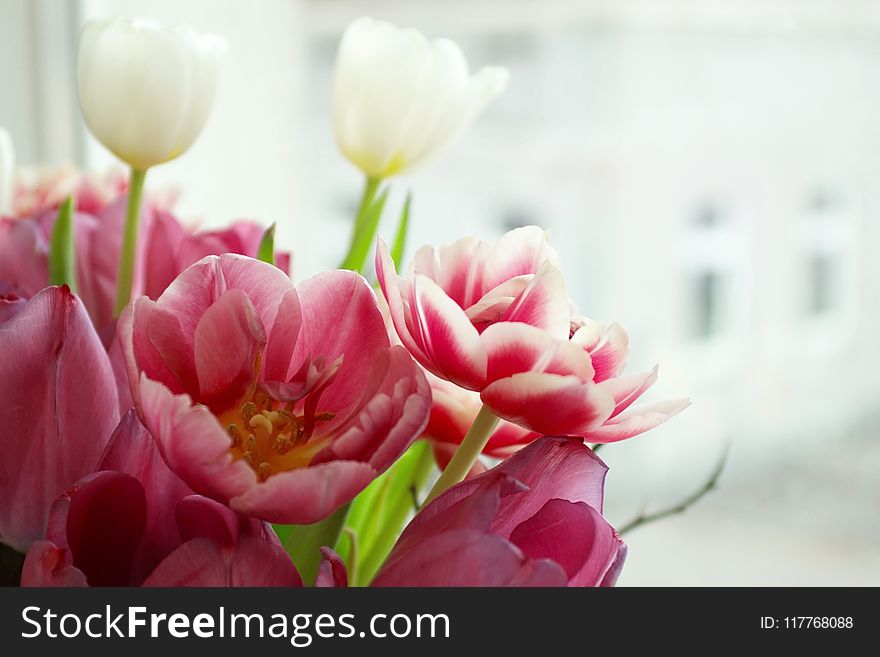 Pink Tulip Flowers