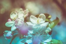 Apple Blossoms Over Blurred Nature Background Stock Photos