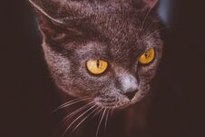 Portrait Of British Shorthair Grey Cat Royalty Free Stock Images